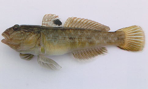 A_large_neogobius_melanostomus