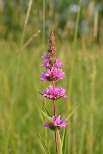 Lythrum_salicaria_-_harilik_kukesaba