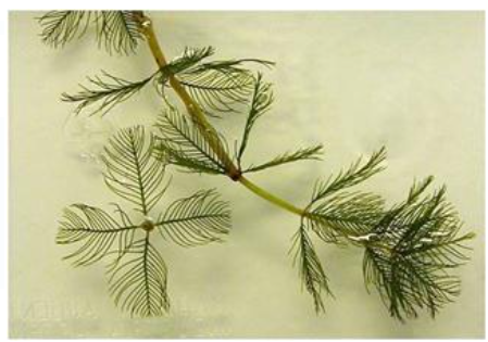 Myriophyllum_spicatum_(Eurasian_watermilfoil)